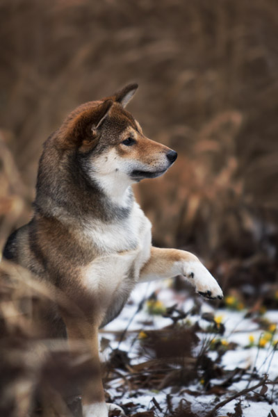 Shiba Inu, Tierfotografie Magdeburg